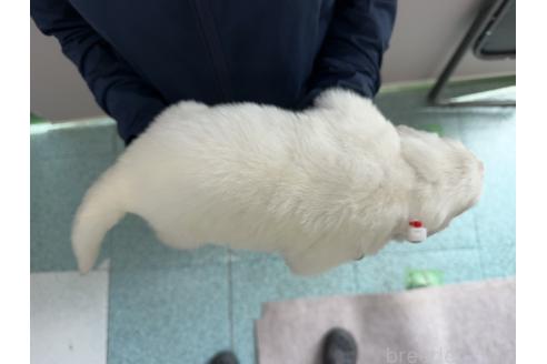 販売中の千葉県のグレートピレニーズ-394915の3枚目